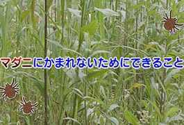 写真：マダニにかまれないためにできること