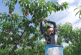 写真：とよたの桃 出荷