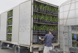 写真：シンビジウムの山上げ作業