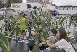 写真：イオンスタイル豊田でトウモロコシ収穫体験
