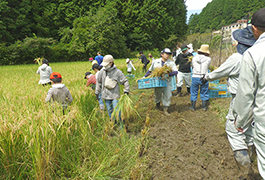 写真：赤とんぼ米 稲刈り体験